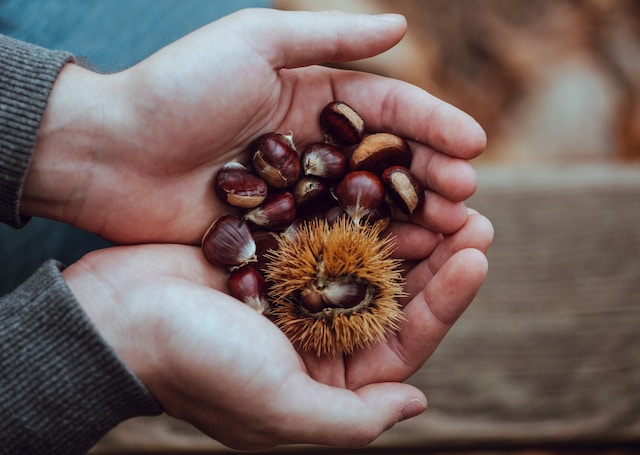 La Castañada en Cataluña: Sabores de Otoño y Tradición Familiar