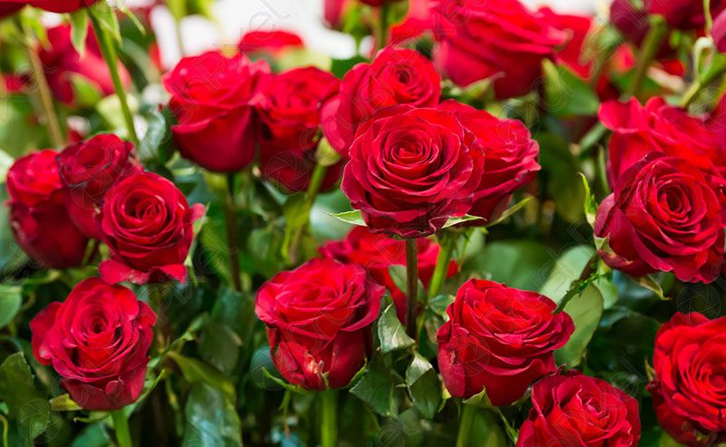 Flores San Valentin Enamorados